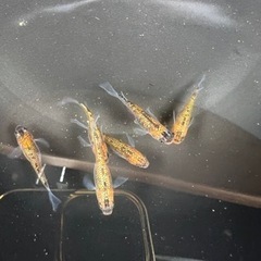 【船橋メダカファーム】本日メダカ即売会やります！割引！オマケあり！