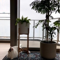 【取引中】クロススタンドポットの画像