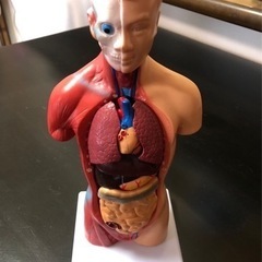 人体模型