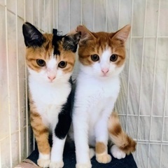 人馴れバッチリ3兄妹　