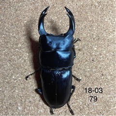 マツノ久留米 オオクワガタ 