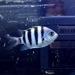 【海水魚】オヤビッチャ