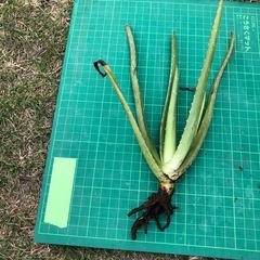 アロエベラ (3)