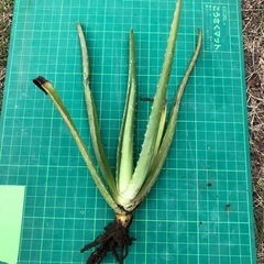 アロエベラ (3)の画像