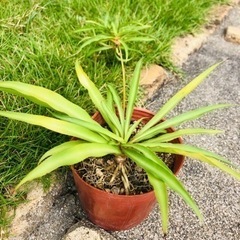 ランナー付き　オリヅルラン