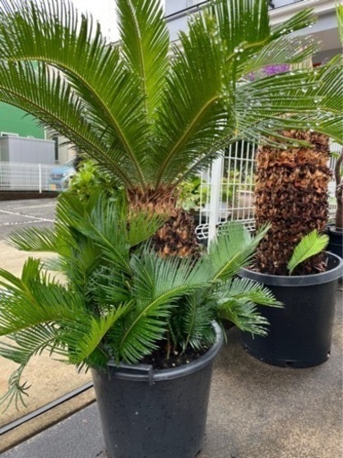 【観葉植物】蘇轍　蘇鉄　ソテツ　※他のソテツの投稿に連絡よろしくお願いいたします。