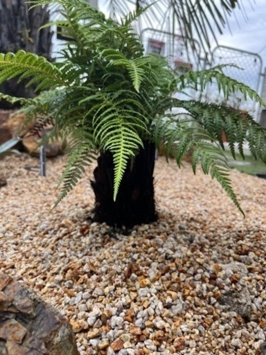 【値下げ！】ディクソニア　アンタルクティカ