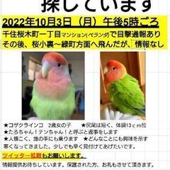 迷子のコザクラインコ探しています