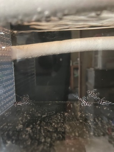 インペリアルゼブラプレコ　8匹