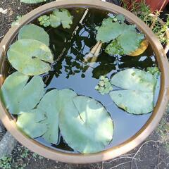 園芸　庭仕事の画像