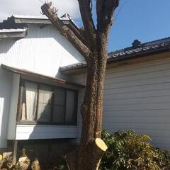 薪用に柿の木切って下さい − 長野県