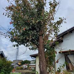 薪用に柿の木切って下さい
