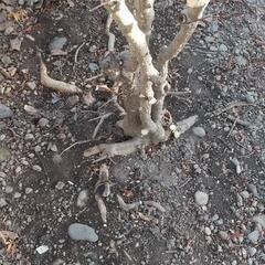 山椒の木 切って下さい