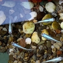【幹之メダカ鉄仮面　稚魚若魚10匹】の画像