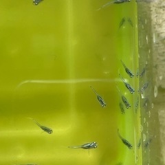 【幹之メダカ鉄仮面　稚魚若魚10匹】の画像