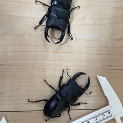 国産オオクワガタ　茨城県美浦村産　他の画像