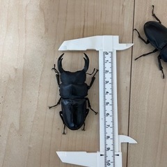 国産オオクワガタ　茨城県美浦村産　他の画像