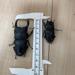 国産オオクワガタ　茨城県美浦村産　他の画像