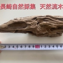 長崎海岸採集 天然流木 インテリアに③