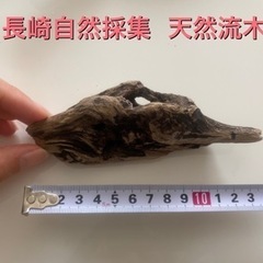 長崎海岸採集 天然流木 インテリアに②