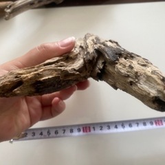 長崎海岸採集 天然流木 インテリアに①の画像