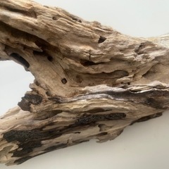 長崎海岸採集 天然流木 インテリアに①の画像