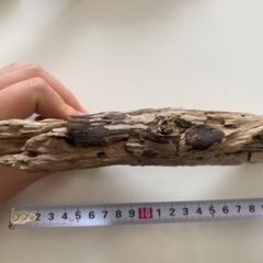 長崎海岸採集 天然流木 インテリアに①の画像
