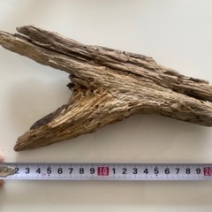 長崎海岸採集 天然流木 インテリアに①の画像