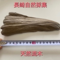 長崎海岸採集 天然流木 インテリアに④