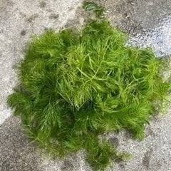 睡蓮鉢　水草　マツモ　メダカ 金魚