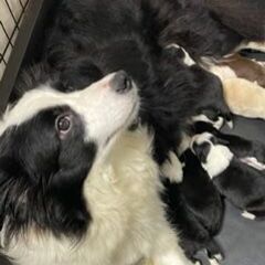 ブリーダ業の動物舎掃除等のお仕事です。　動物好きな方にお願いしたいです。の画像