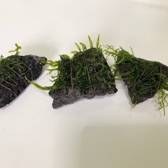 mixウィローモス黒溶岩石付き