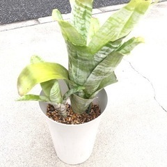 エクメア　子株つき　さしあげます【受け渡し決定しました】
