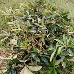 枇杷の葉　びわの葉　たくさん　百枚くらい？の画像