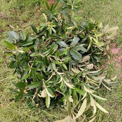 枇杷の葉　びわの葉　たくさん　百枚くらい？の画像