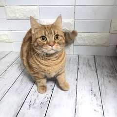 ブリーダーさんの引退猫です。
