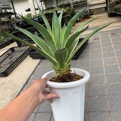 アガベ・ベネズエラ　子株　の画像