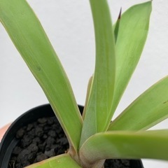 アガベ・ベネズエラ　子株　の画像