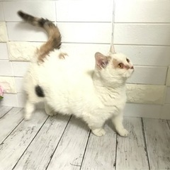 ブリーダーさん引退の猫です。
