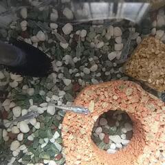改良メダカ　タマゴ卵　夜桜メダカ　メダカのタマゴ