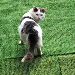 イケメン白猫　長毛種