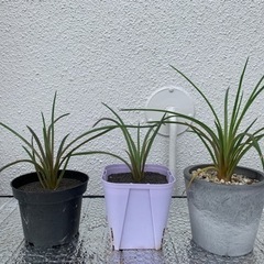 アガベ　ジェミニフローラ　実生の画像