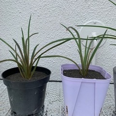 アガベ　ジェミニフローラ　実生の画像