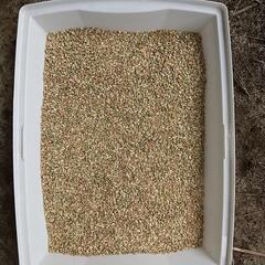 令和4年コシヒカリの小米(くず米)  30kg 餌用の画像