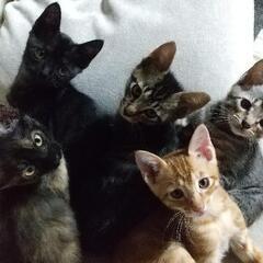 生後2ヶ月位のこねこちゃんたちです