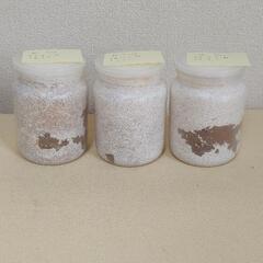 国産オオクワガタ幼虫　菌糸ビン入り　１頭500円　格安です