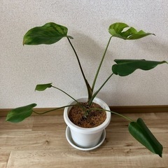【お取引者様決まりました】値下げ　モンステラ　6号