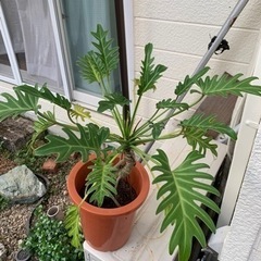 観葉植物　クッカッバラの画像