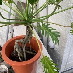 観葉植物　クッカッバラの画像
