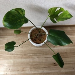 【お取引者様決まりました】値下げ　モンステラ　6号の画像